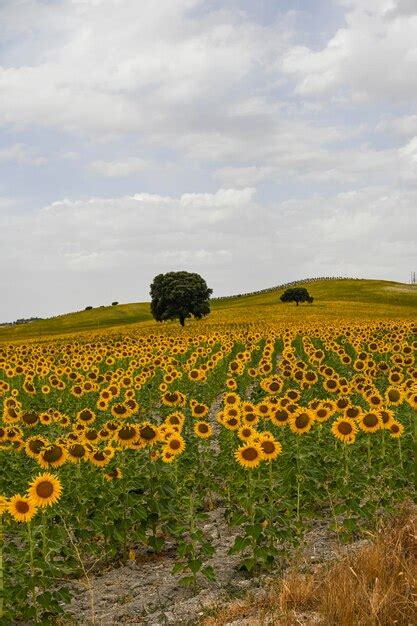 Campos Amarillos De Girasoles Con Un Cielo Nublado Azul Foto Premium