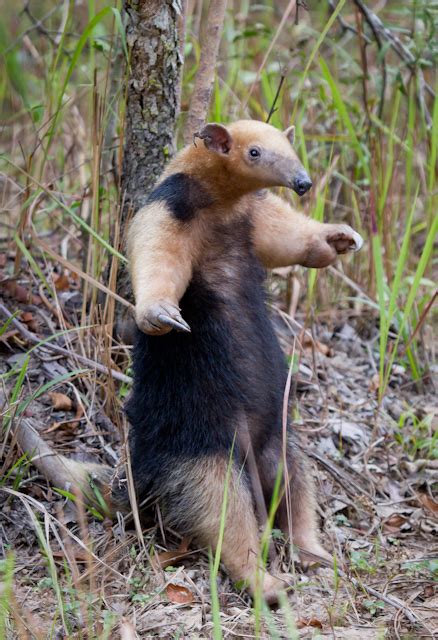 Tamandúa Mirim Tamandua Tetradactyla O Tamanduá Mirim Ou Flickr