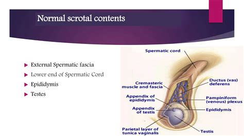 Empty Scrotum Ppt