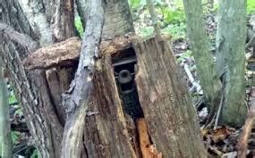 Unusual Article Uncovers The Deceptive Practices Of Stealth Cam