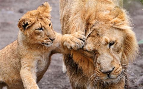 16 Imagenes Y Fotos De Leones En Hd