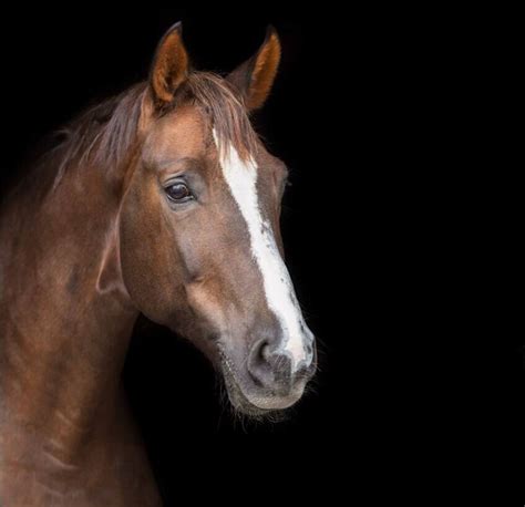 equine