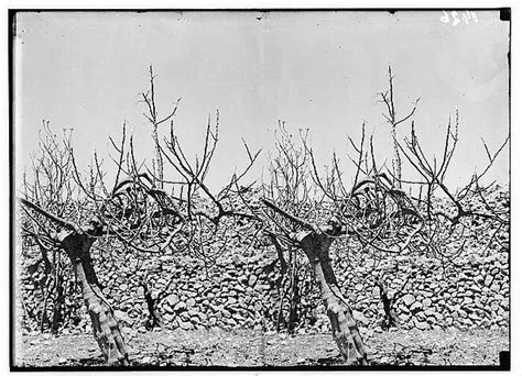 Rocky Mountain Locust Invasion Of 1874 The Pull Of The Land