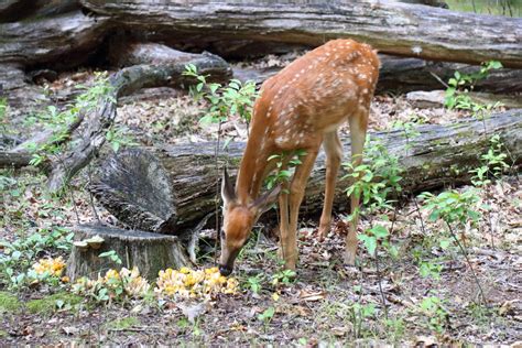 Do Deer Eat Mushrooms Complete Mushroom Guide Deer Gardener
