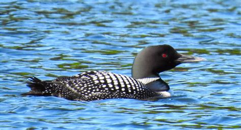 Sierra Club Wisconsin Loon Facts Musky Shop