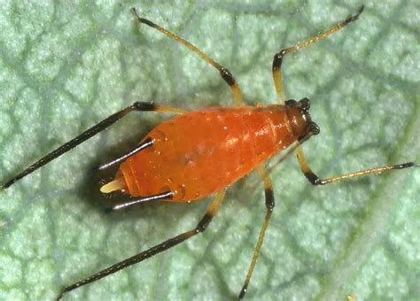 22 Types Of Tiny Yellow Bugs Pictures And Identification