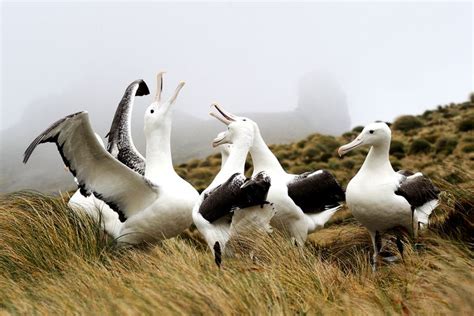 10 extrañas y bellas danzas de cortejo de las aves ECVerde