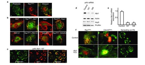 Abi1 Is Essential For Rac Dependent Lamellipodia Protrusions A