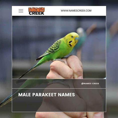300 Unique Parakeet Names: Find The Perfect Name For Your Feathered Friend