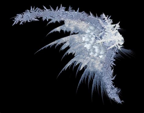 Ice Wing By Mrangrymob On Deviantart