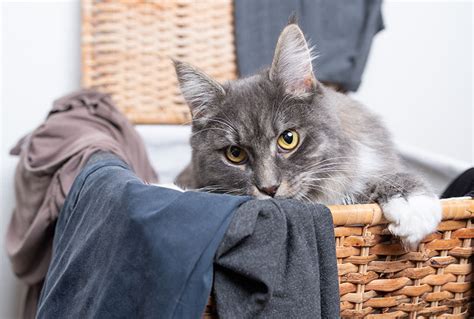 Por Qu Tu Gato Orina En El Cesto De La Ropa Posibles Razones