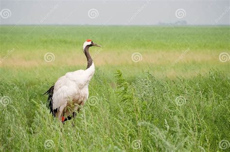 The Red Crowned Crane Stock Photo Image Of Luck Crane 7925186