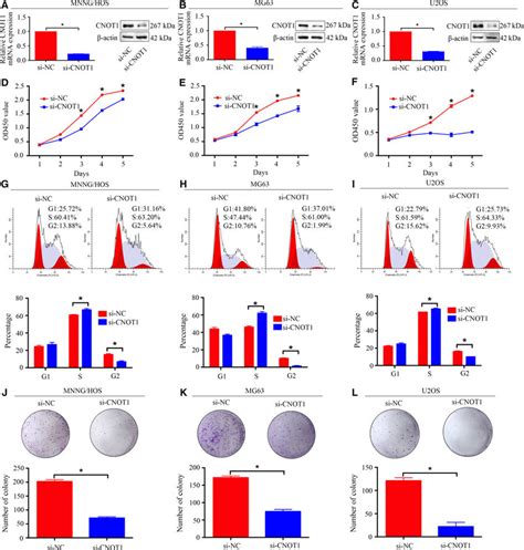 Knockdown Of CNOT1 Inhibits Osteosarcoma Cell Proliferation In Vitro