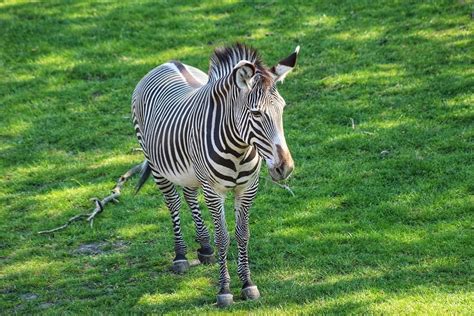Zebra Africa Safari Free Photo On Pixabay Pixabay