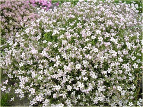 Gipsówka karłowa Gypsophila repens