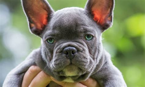 Blue French Bulldog (Simplified Buyer's & care Guide) - My Dogs Info