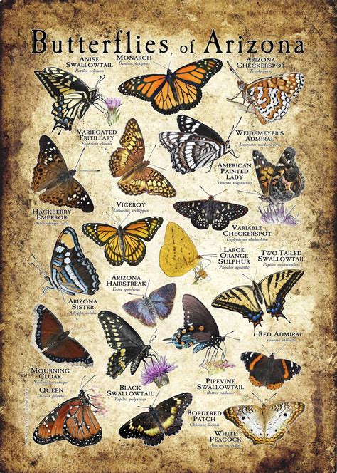 Butterflies Of Arizona Poster Print Field Guide Etsy