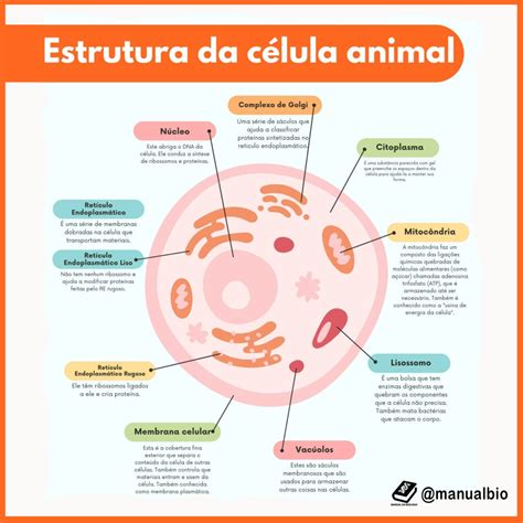 QUESTÕES DO ENEM ECOLOGIA DINÂMICA DE POPULAÇÕES Manual da Biologia