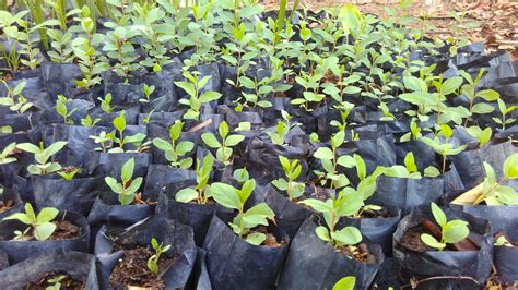 Bolehkah Menanam Pohon Bidara Di Depan Rumah Homecare24