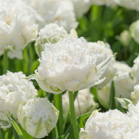 Tulpe Snow Crystal