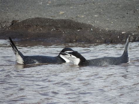 Chinstrap Penguins – Antarctica