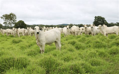 Reforma De Pastagem Veja Algumas Dicas Importantes Agrop S