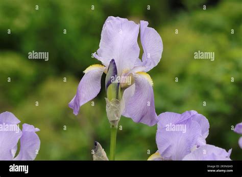 Light Purple Iris Barbata Elatior Hi Res Stock Photography And Images