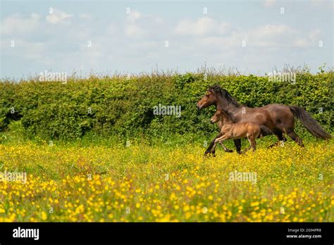 Welsh Cob Horse Hi Res Stock Photography And Images Alamy