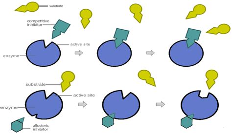 Analyzing Graphics: Enzymes