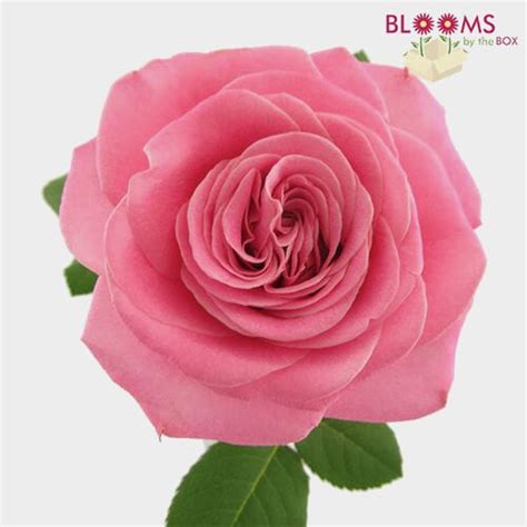 Garden Roses - Bulk Wholesale - Blooms By The Box