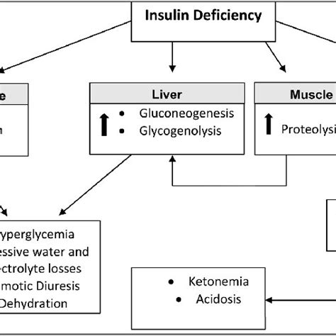 Pathogenesis Of Dka Download Scientific Diagram