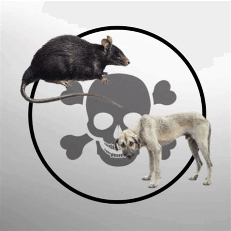 Dead Cat Removal Dead Animal Removal Melbourne