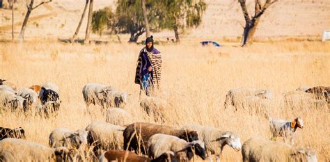 Land Reform In South Africa Is Failing Ignoring The Realities Of Rural