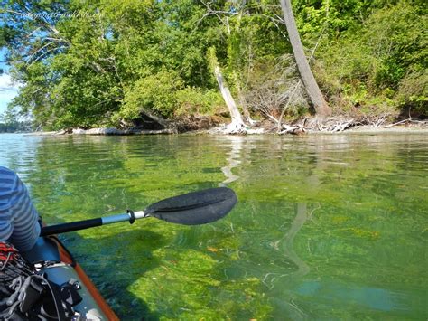 Kayaking Kopachuck State Park Wa Everyones Travel Club