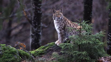 TIERWELT Live Der Harz