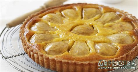 Груша колоновидна Сан Ремі, Pyrus columnar San Remi Sanremi купити ...