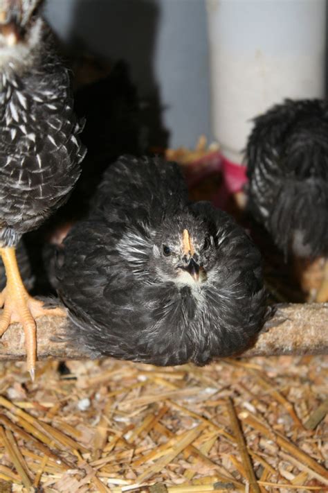 Banty Chicks 4 12 Weeks Backyard Chickens Learn How To Raise
