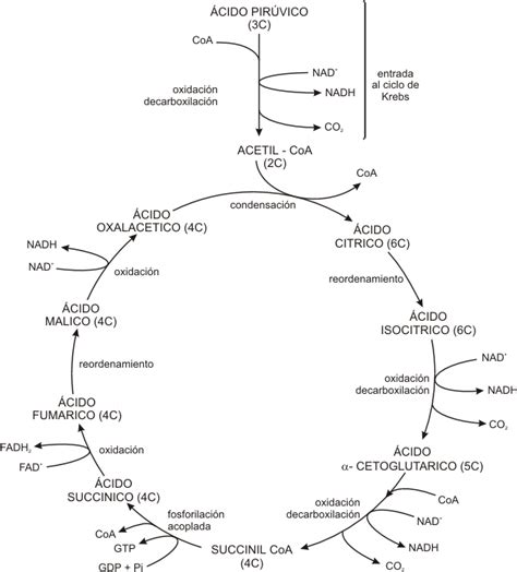 Fig 94 Esquema Simplificado Del Ciclo De Krebs Bioquímica Ciclo De Krebs Enseñanza Biología