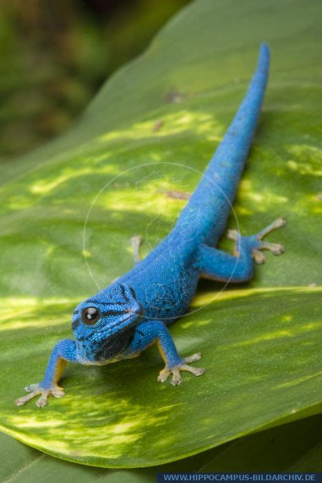 Lygodactylus Williamsi Alias Williams Dwarf Gecko Hippocampus