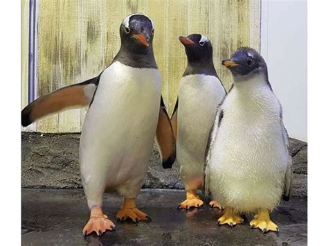 Revelan el sexo de la cría de la pareja de pingüinos gay Grupo Milenio
