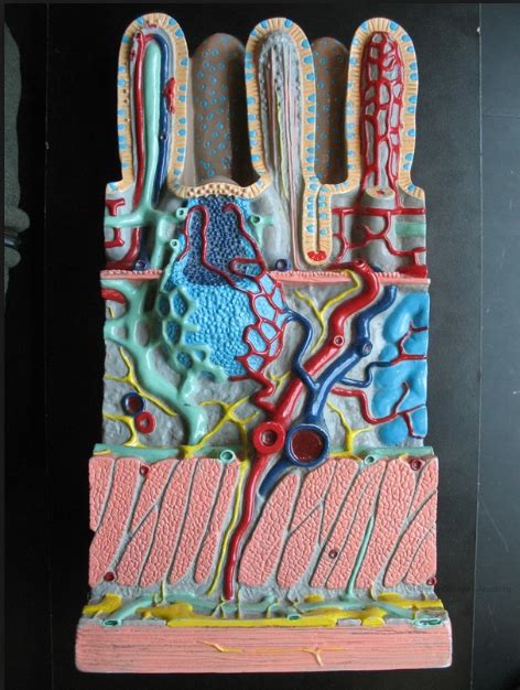 Intestinal Wall Model Diagram Quizlet