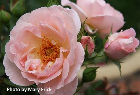 Lacy Parasol ~ Rose Society Of South Australia