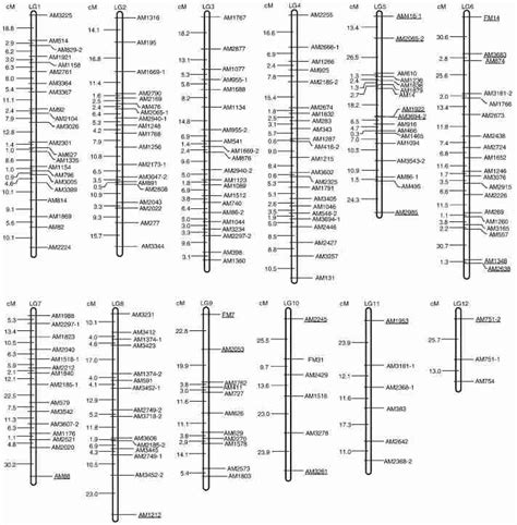 Genetic Linkage Map Of Naked Oat Constructed With SSR Markers Markers