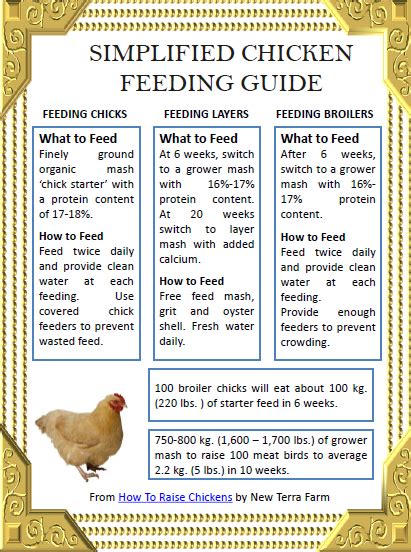 How To Feed Chickens Organically