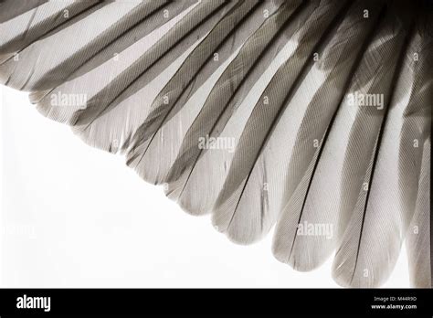 Delicate Details Of Primary And Secondary Wing Feathers From An