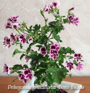 Пеларгония Pelargonium