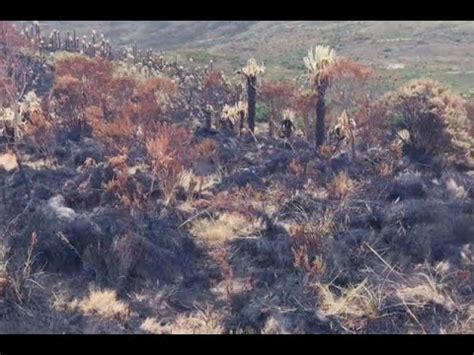 Queman más de dos hectáreas de frailejones en el parque nacional Los