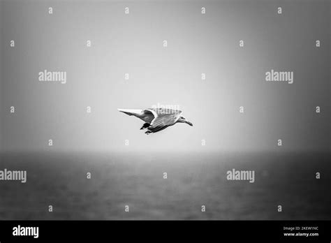 Seagull Flying In Black And White Stock Photo Alamy