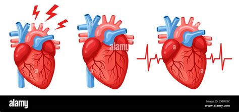 Human Heart Internal Organ Cardiac Muscle Anatomy Heartache