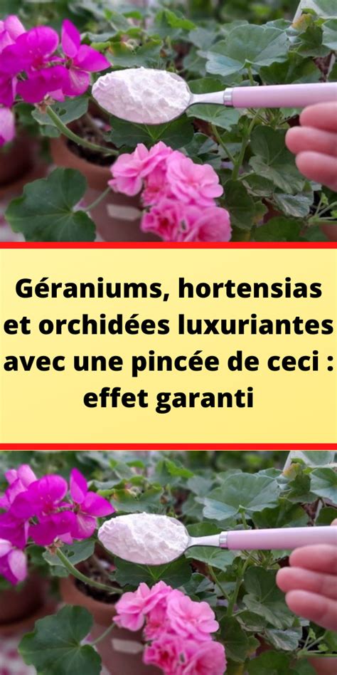 Comment Bouturer Les Hortensias Artofit